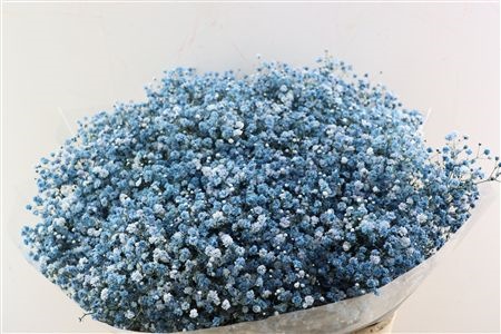 Gypsophila Painted 80cm 40gram