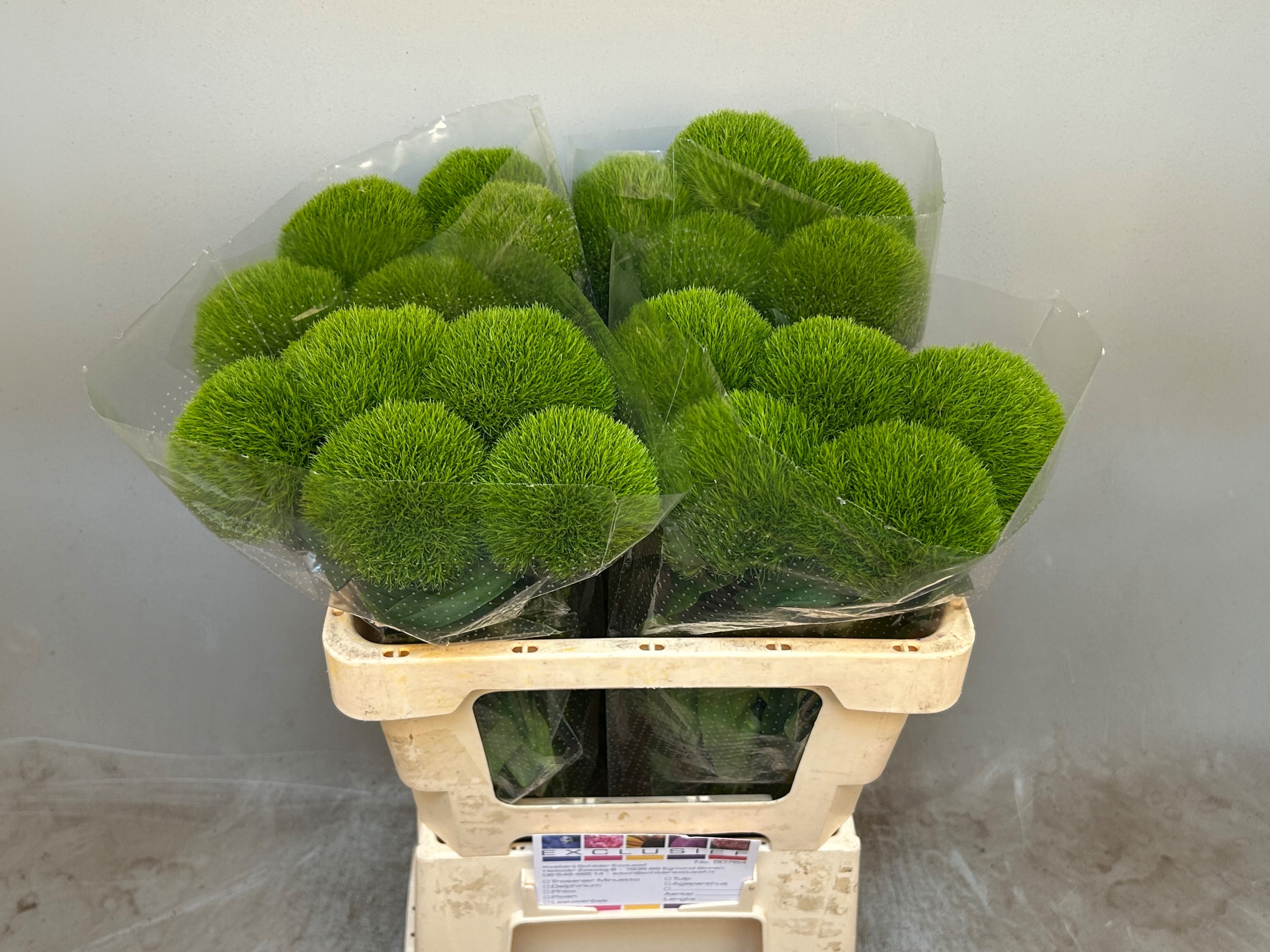 Dianthus Barb Kiwi Cool 50cm