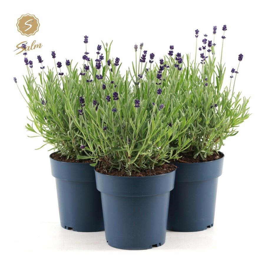Picture of Lavandula ang. 'Felice Silver'® P15
