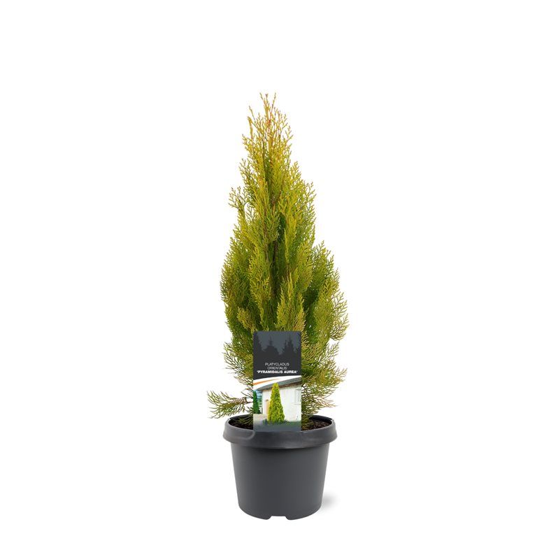 Platycladus orientalis 'Pyramidalis Aurea'