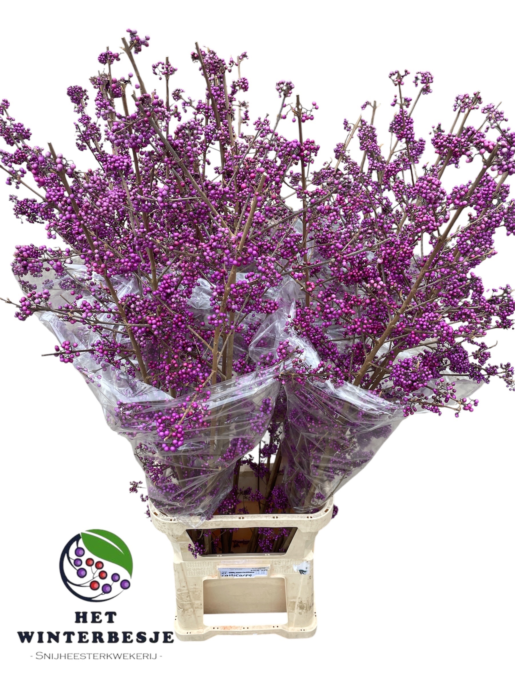 Callicarpa Bod Giraldi(imp) 140cm