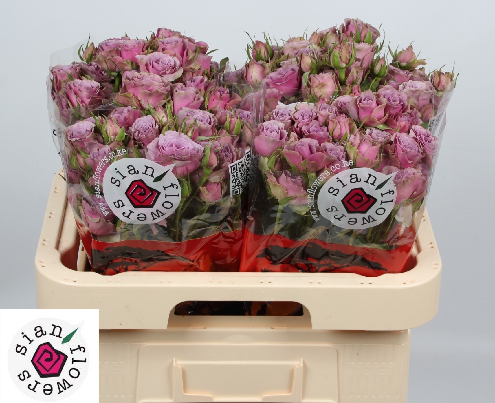 Rosa Spr Purple Sky 60cm