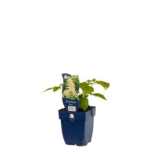 Aruncus dioicus