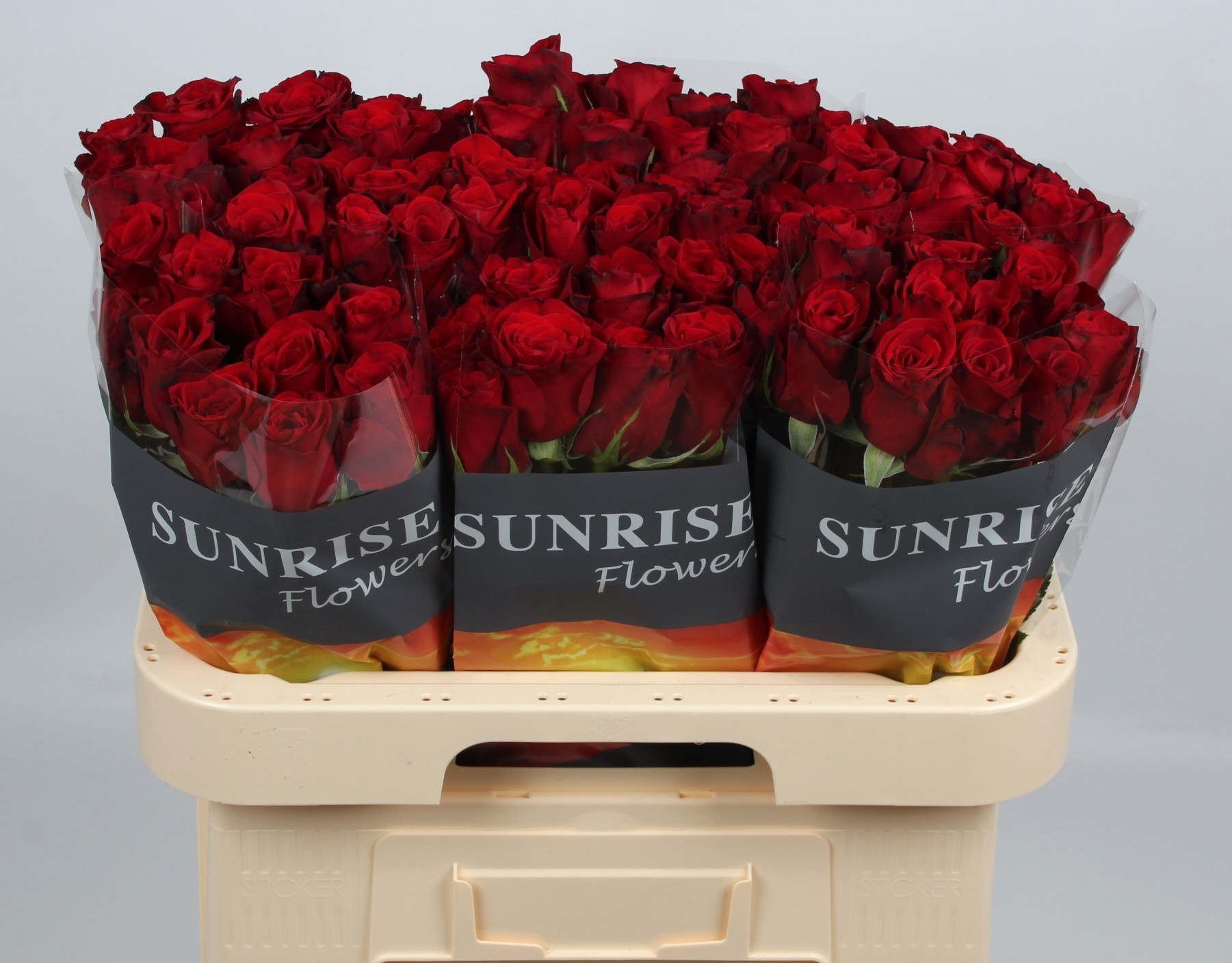 Rosa Freedom 60cm