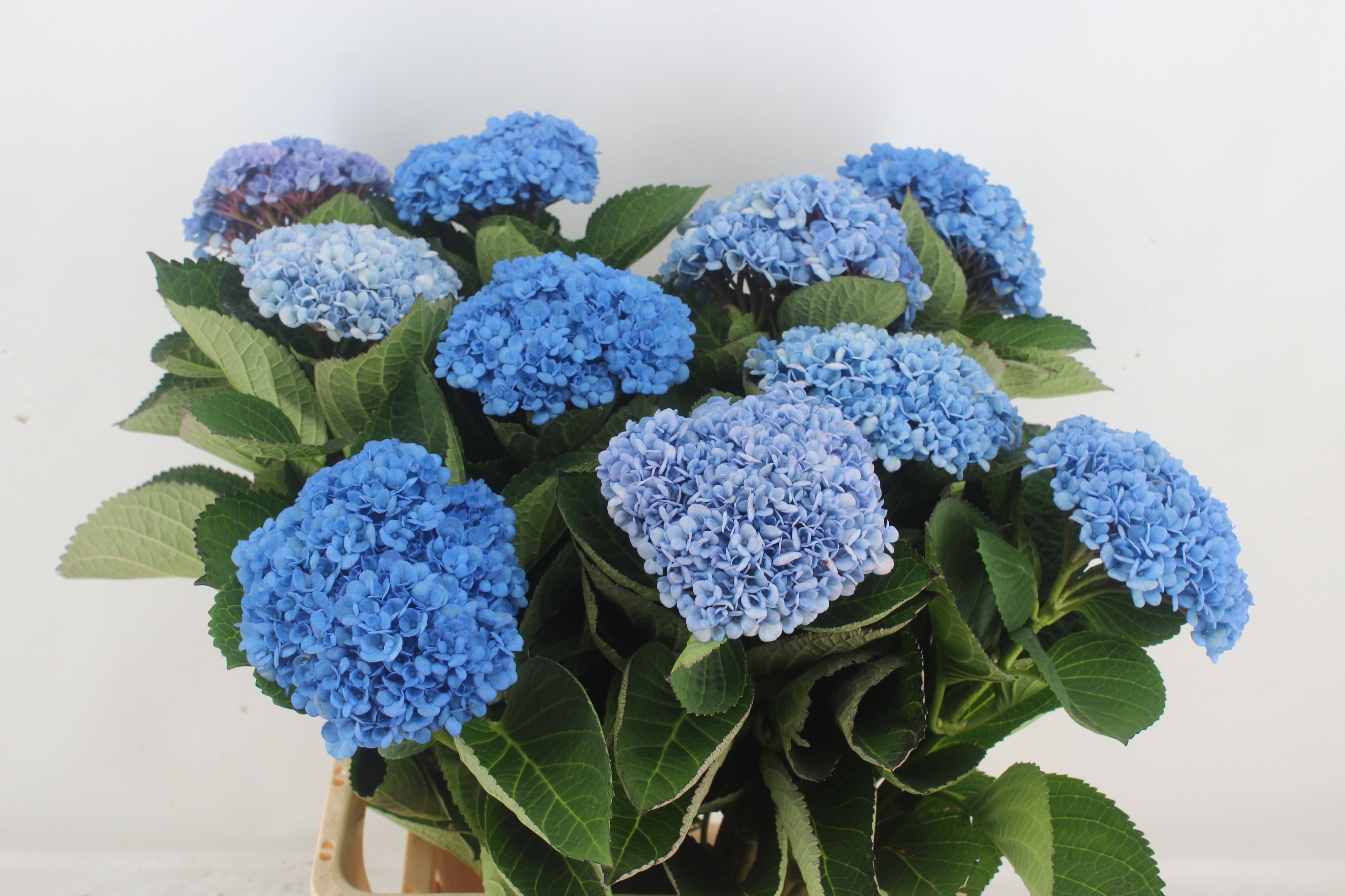 Hydrangea Revolution 60cm 12Ø