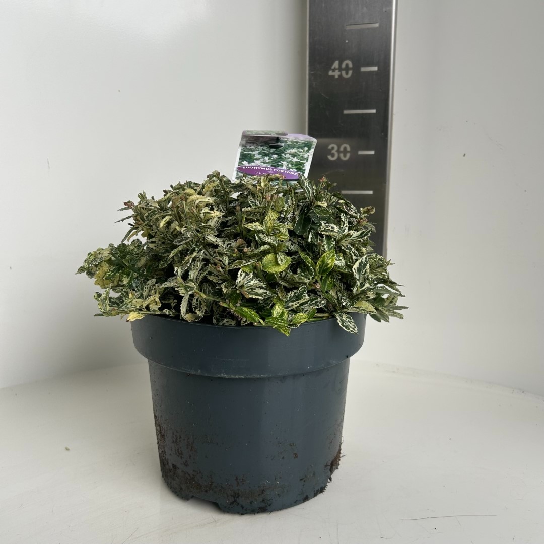 Picture of Euonymus fort. Harlequin P23 (5 Ltr) (LOOSE)