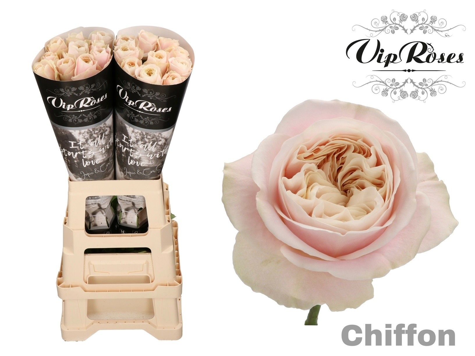R Gr Chiffon