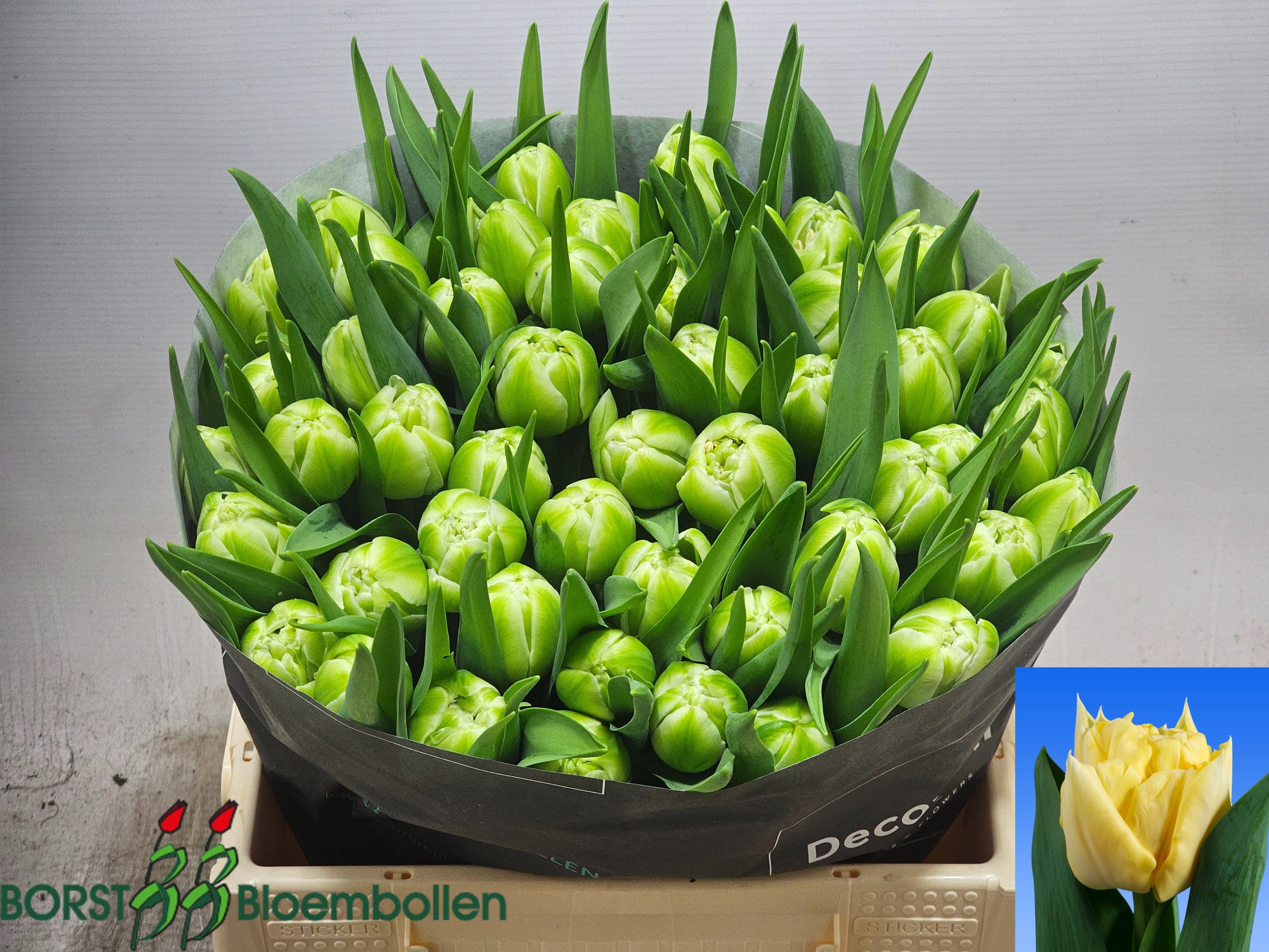 Tulipa Double Avant Garde 38cm 30gram