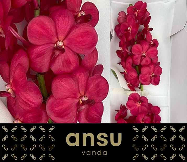 Vanda Na Magic Red