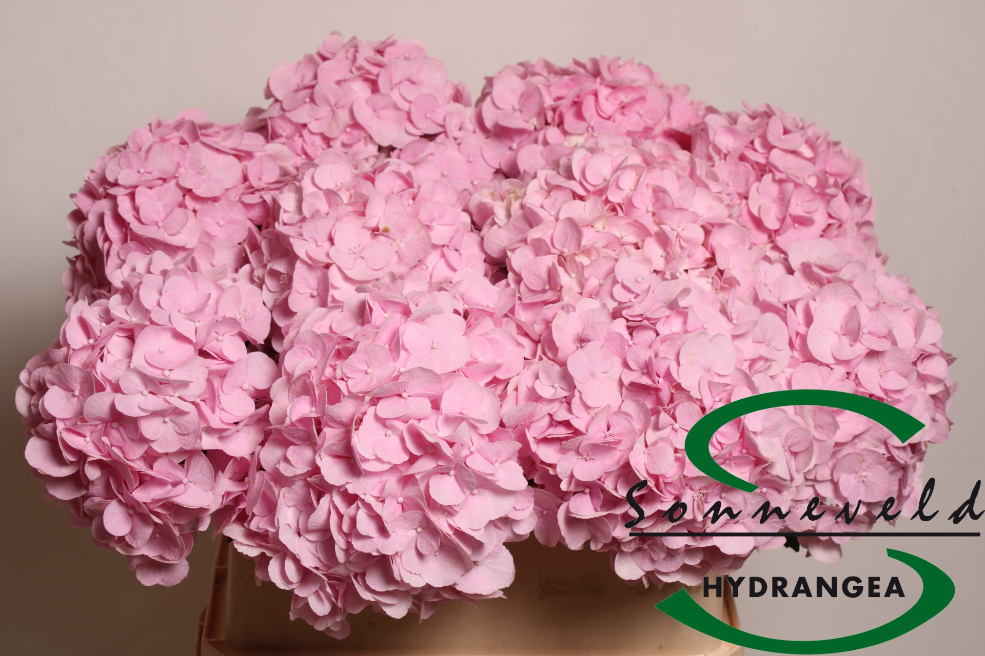 Hydr M Pinky