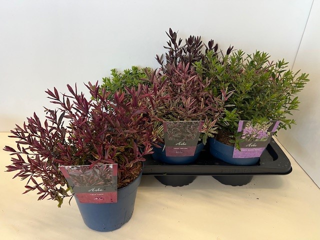 Picture of Hebe specials mixtray