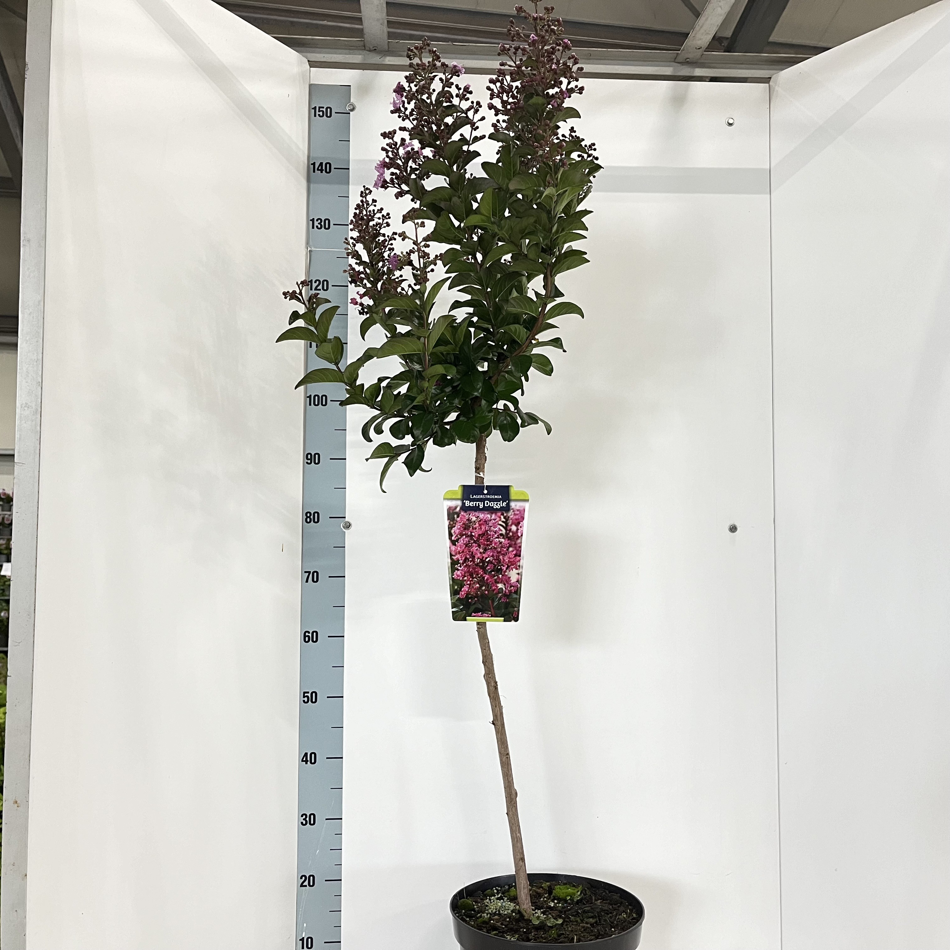 Picture of Lagerstroemia indica Berry Dazzle - stam 80 cm P29 (10 Ltr) 160CM