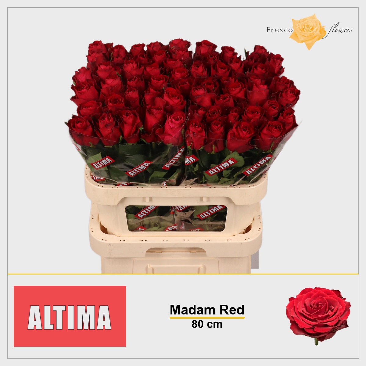 Rosa Madam Red 80cm