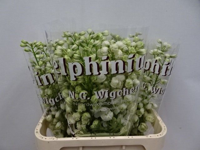 Delph El Dew Siberia