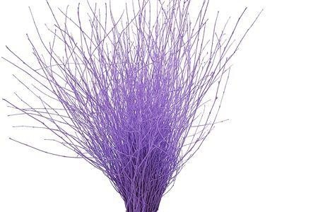 Betula Bs Kleurbeh