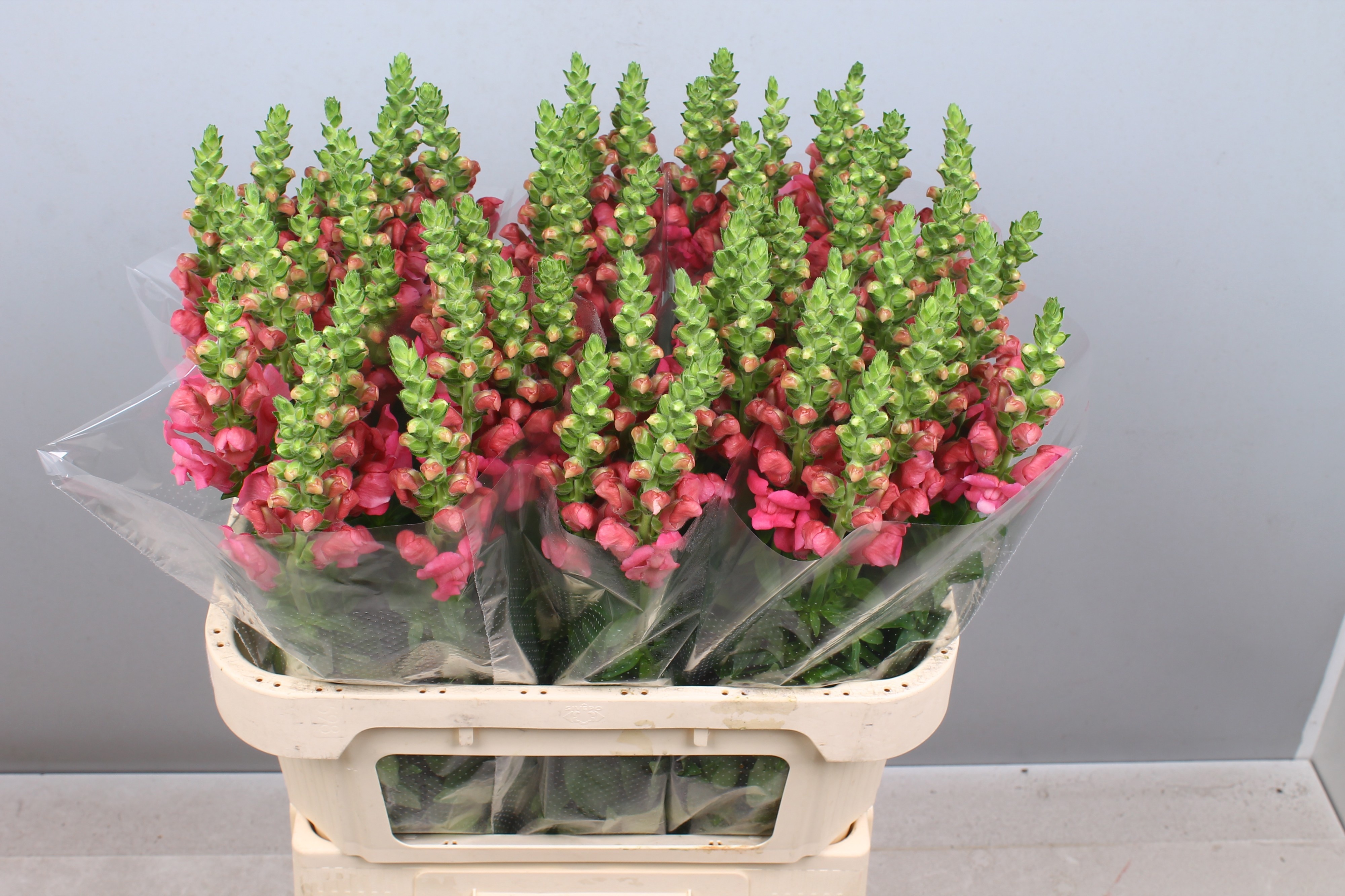 Antirrhinum Poto Pink 80cm