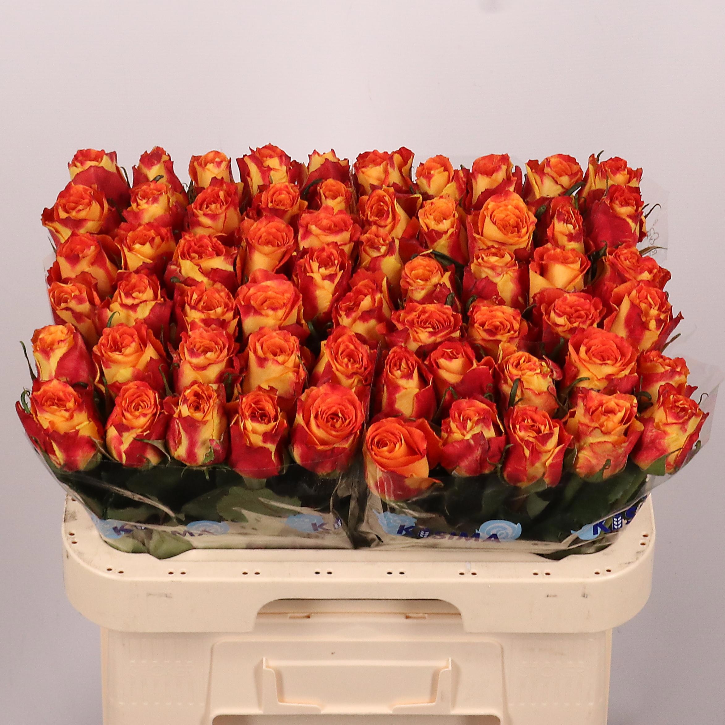 Rosa Silantoi 60cm