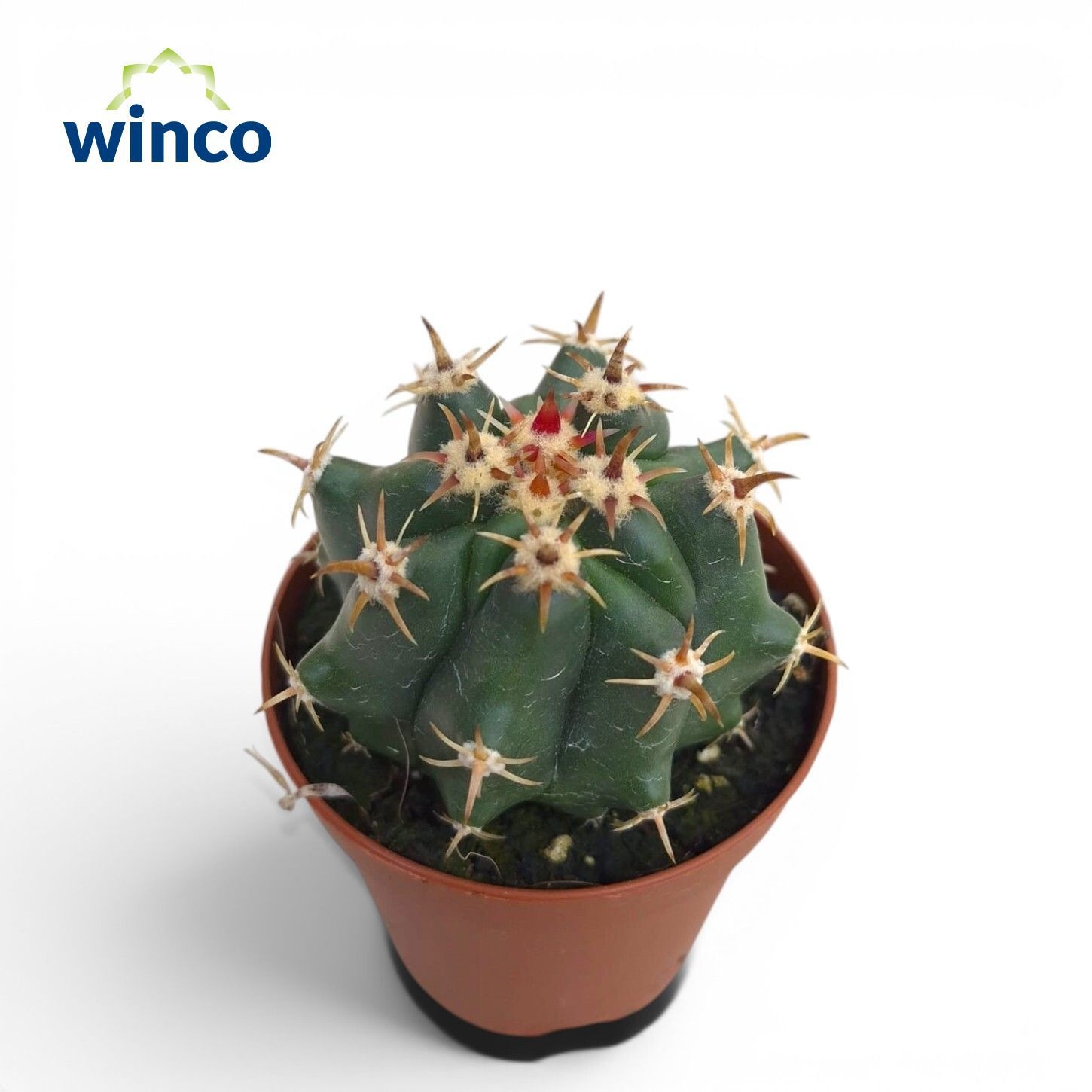 Ferocactus Townsendi 505Ø 8cm