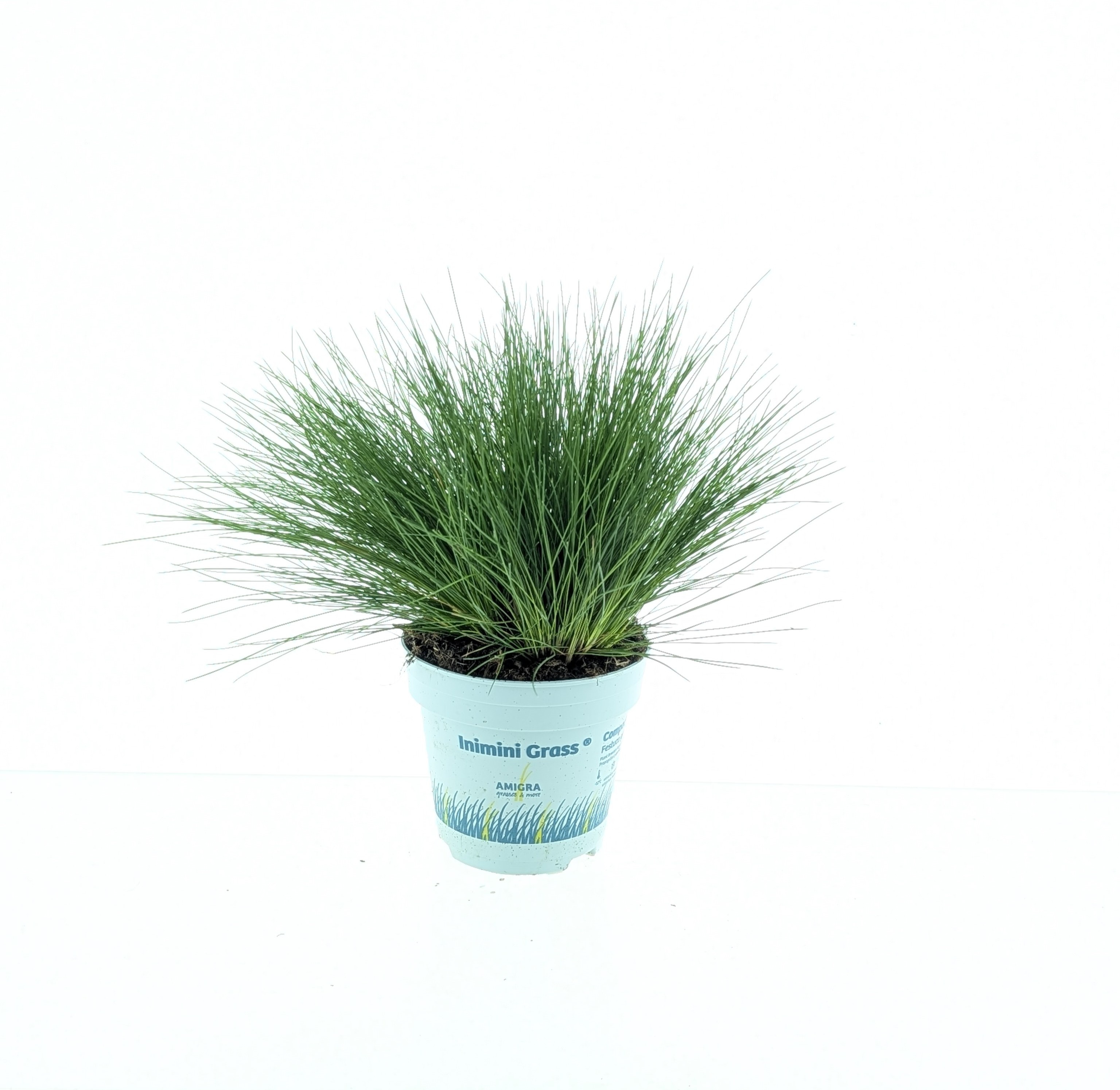 Picture of Festuca gautieri AmiGreen®
