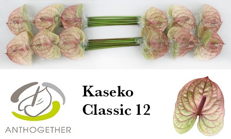 Anthurium Kaseko Cl 13Ø