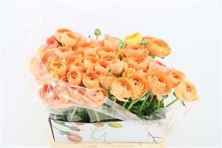 Ranunculus 40cm
