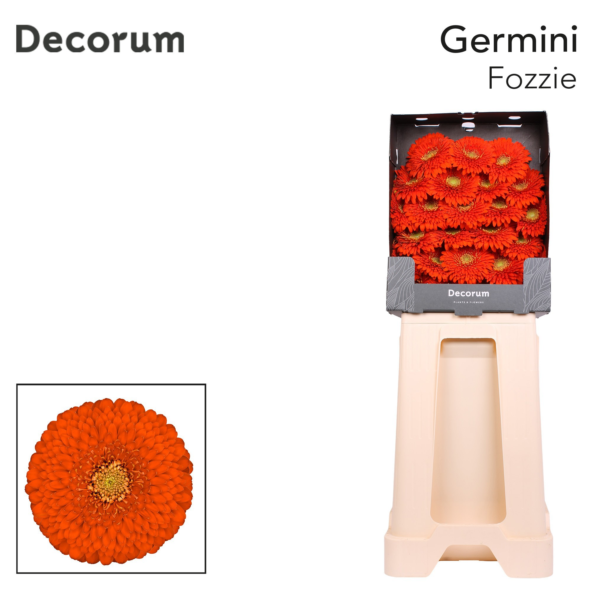 Ge Mb Pomponi Fozzie