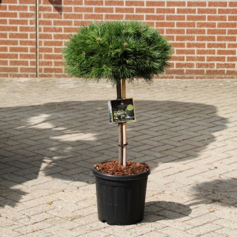 Picture of Pinus nigra Brepo P40 140CM (LOOSE)