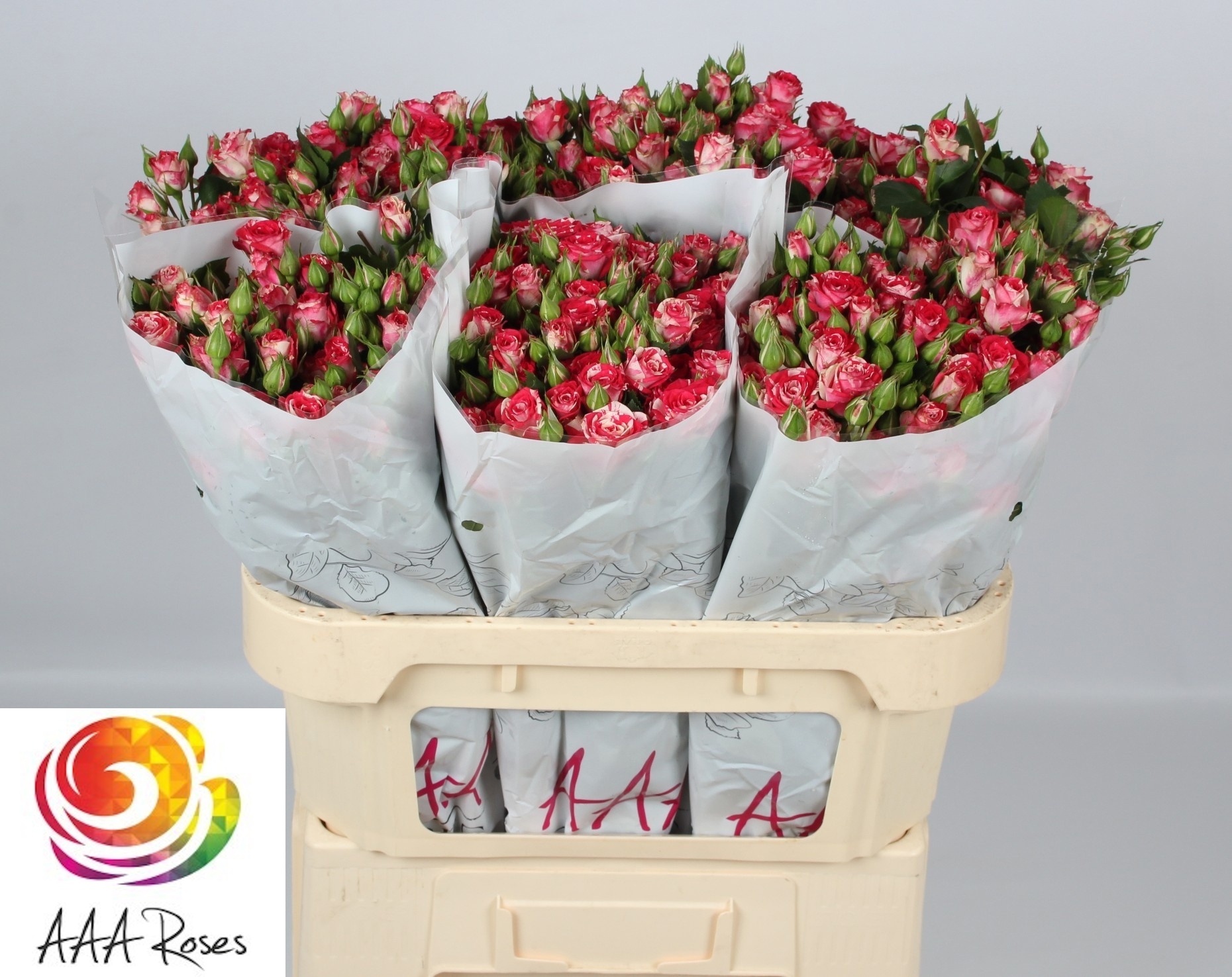 Rosa Spr Fireworks 70cm