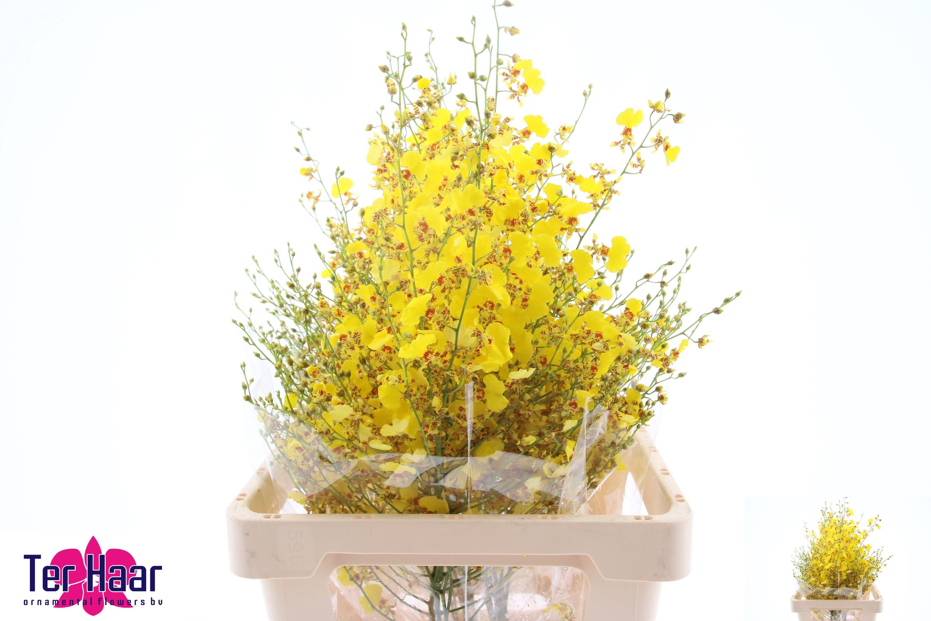 Oncidium Yellow 60cm