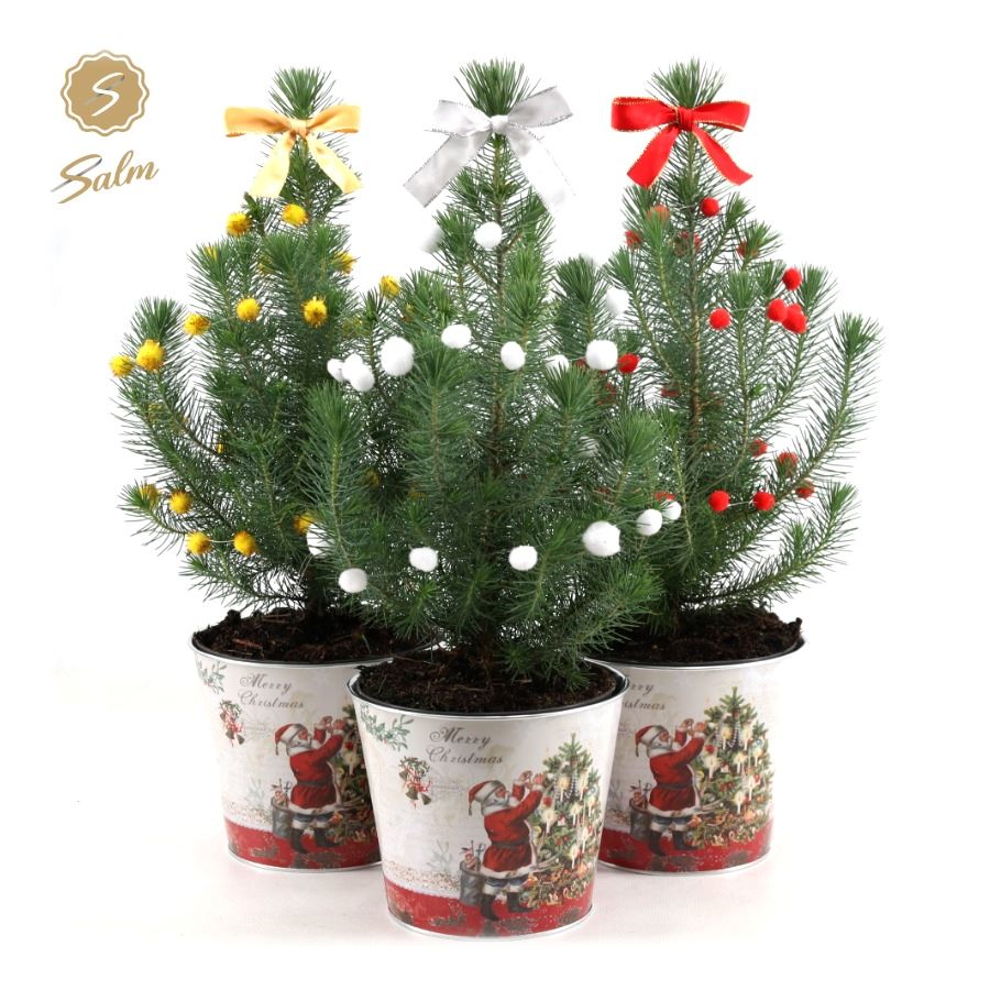 Picture of Pinus pinea Silver Crest P17 in Zinc Santa + Deco Sensation Mix + Bow Mix P19 50CM