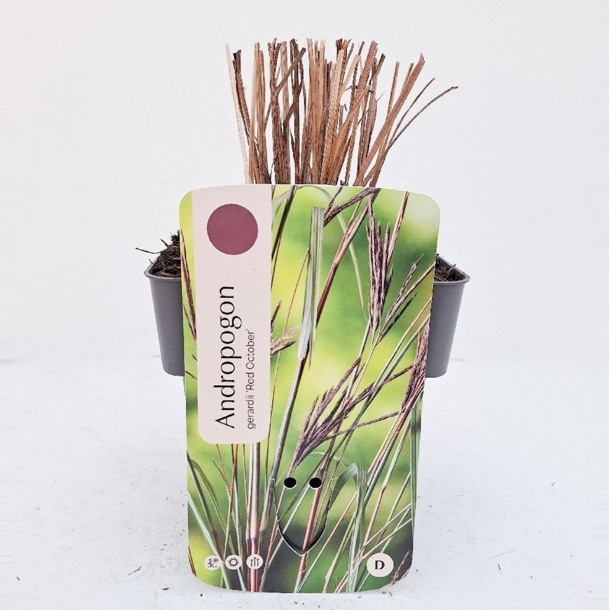 Andropogon gerardii Red October ('IPG Agro')