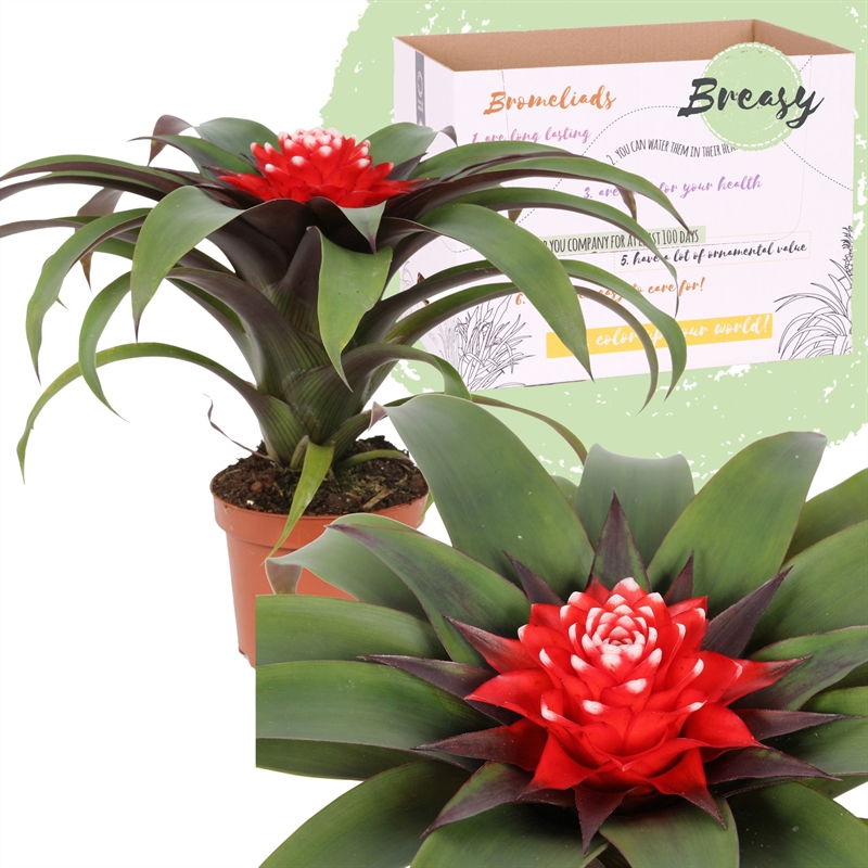 Picture of Guzmania Priscilla P9 25CM