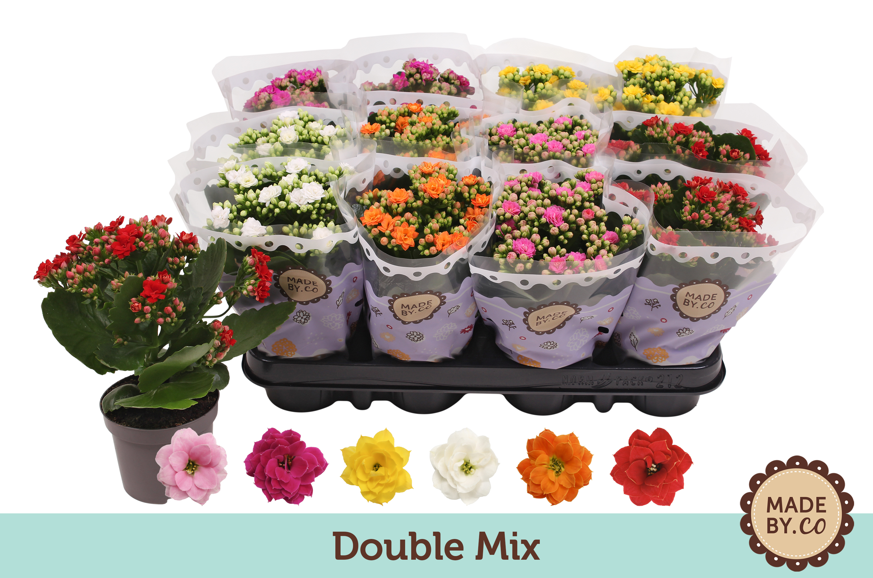 Picture of Kalanchoe Double Mix P9 19CM