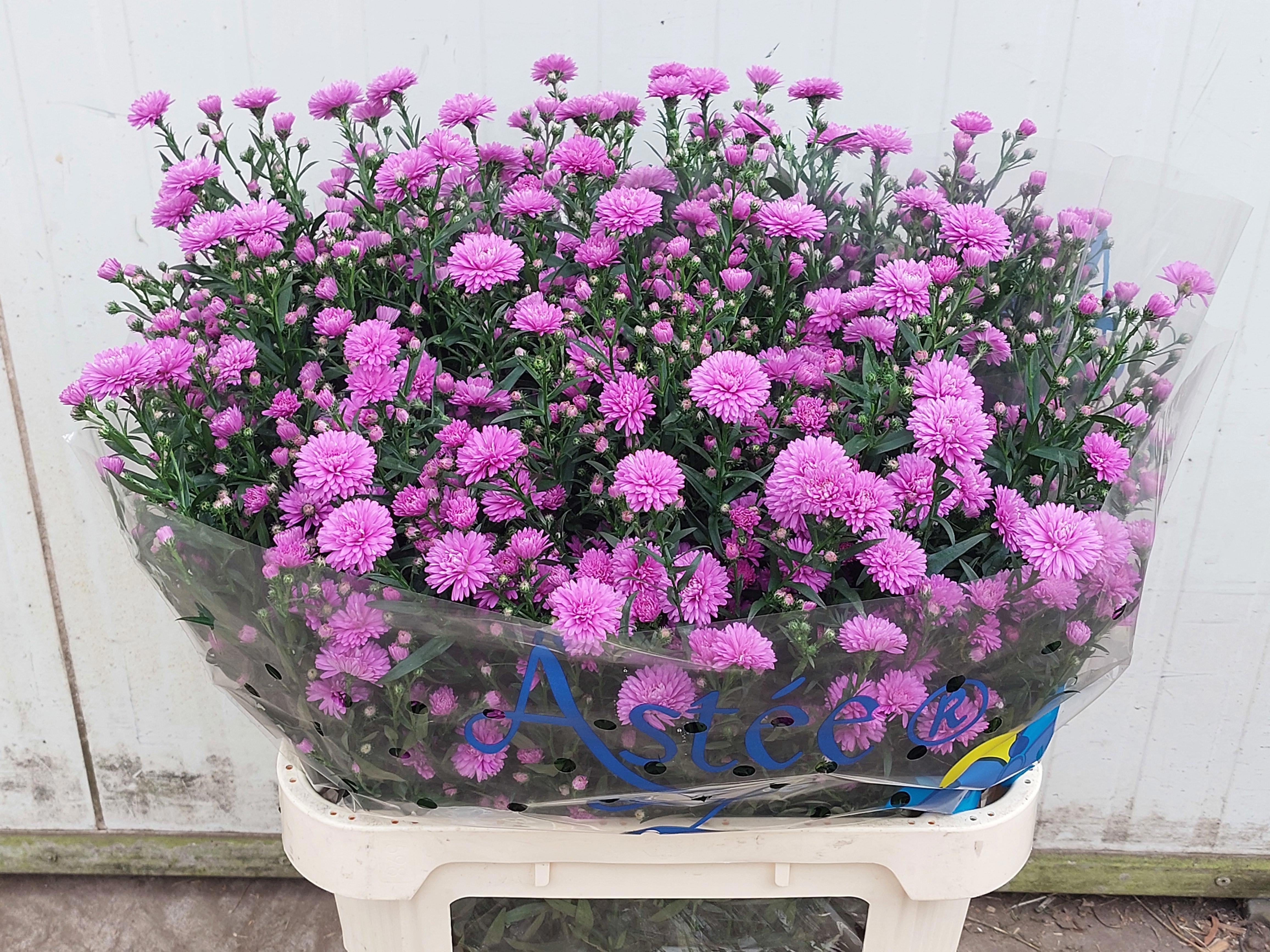 Aster Nb A Karmijn 80cm 45gram