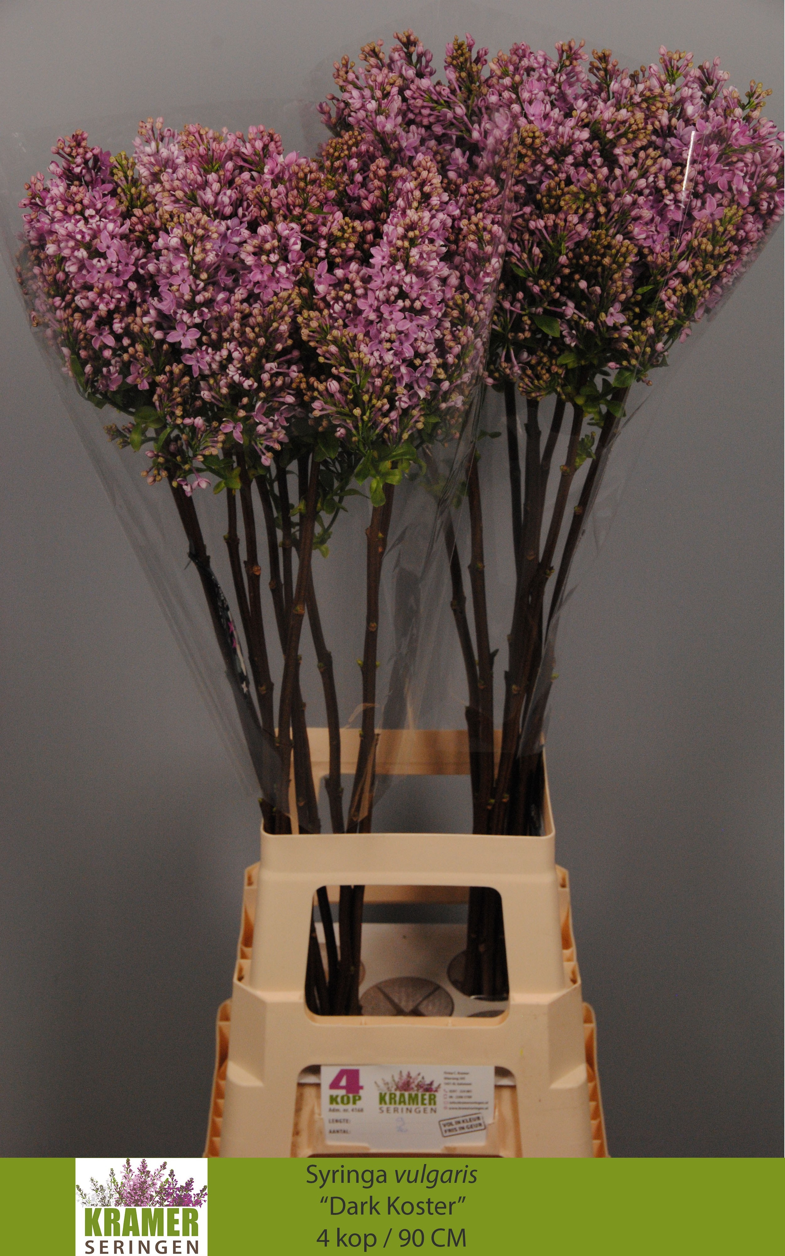 Lilac Dark Koster 90cm 4