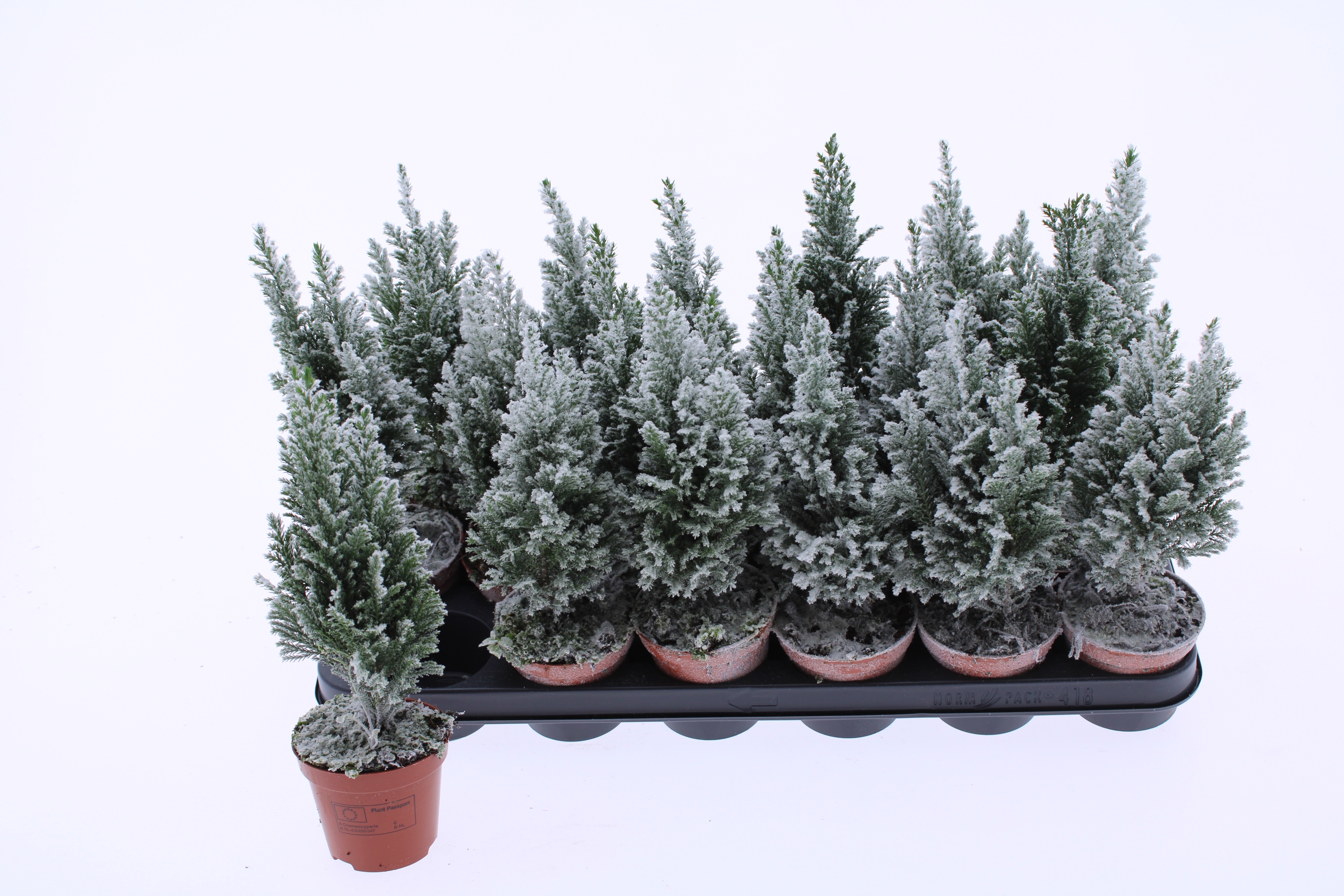 Cham L Ellwoodii 9Ø 36cm