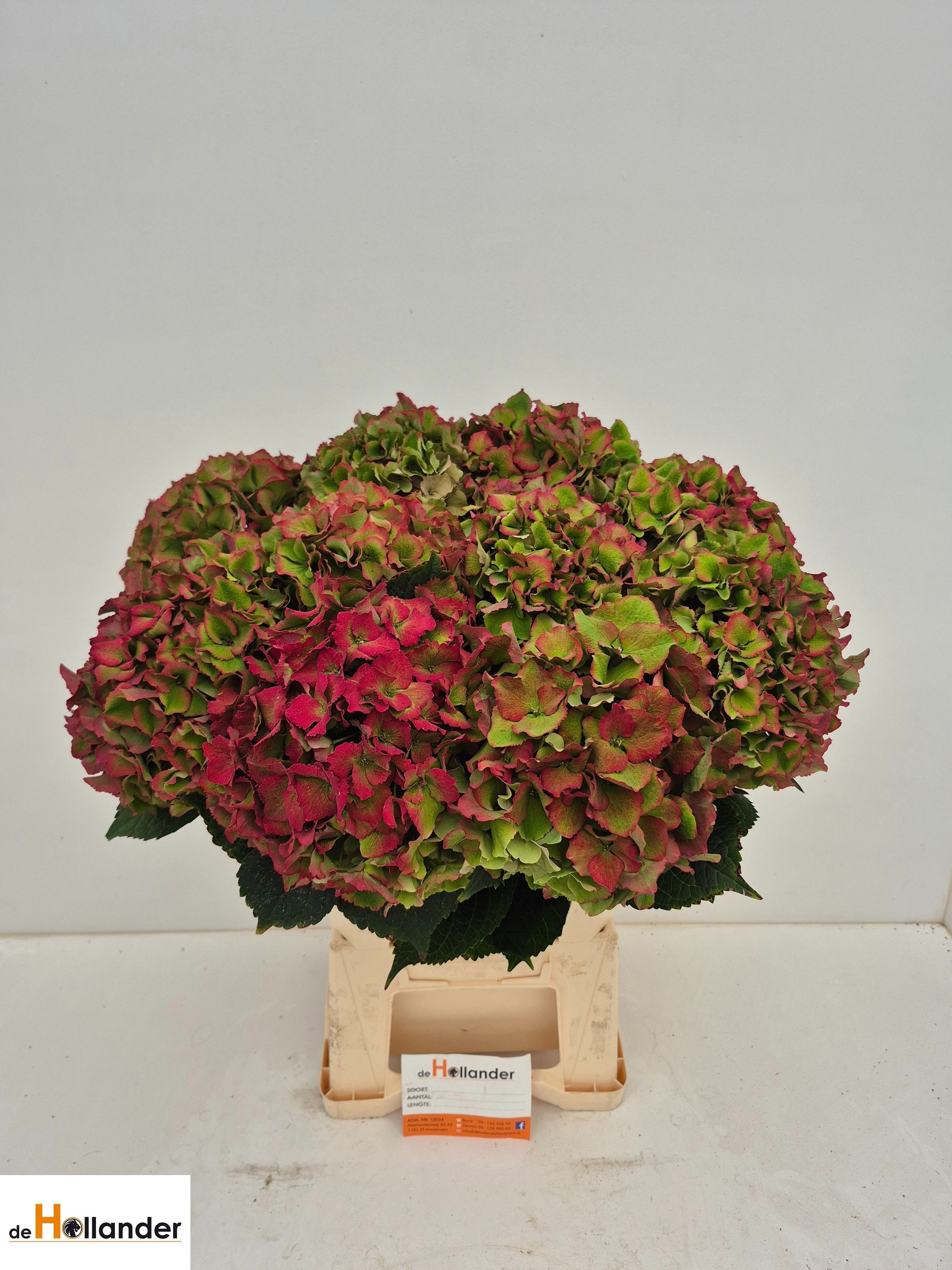 Hydrangea Royal Palace Classic 60cm 20Ø