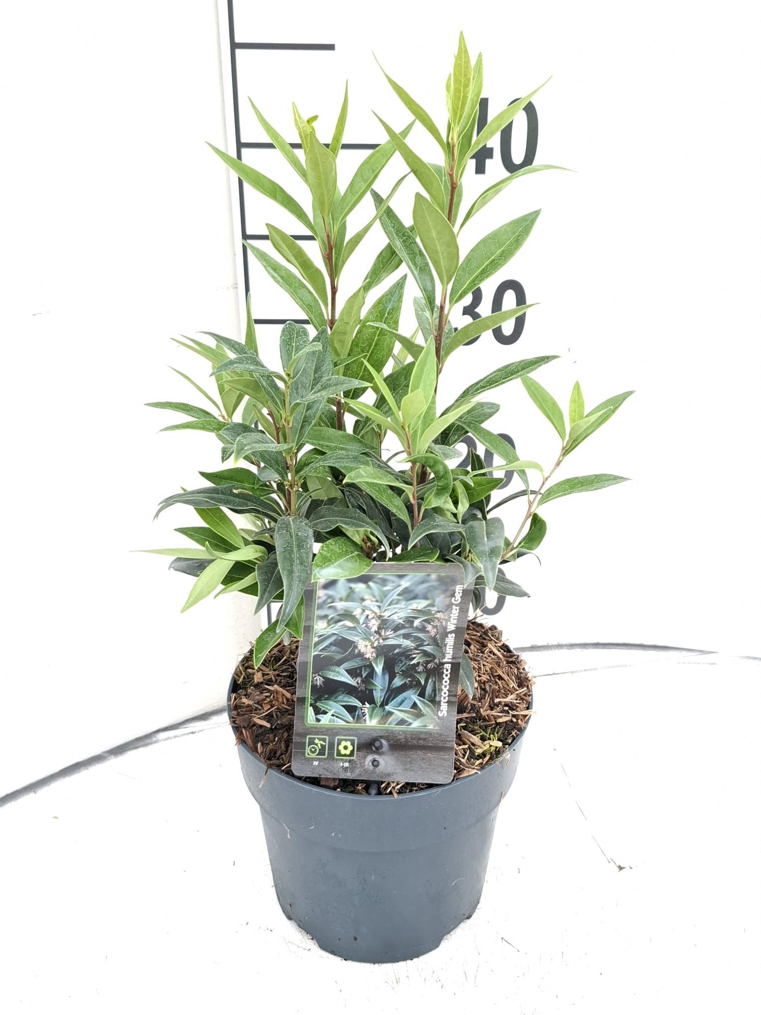 Sarcococca hookeriana Winter Gem ('Pmoore03')