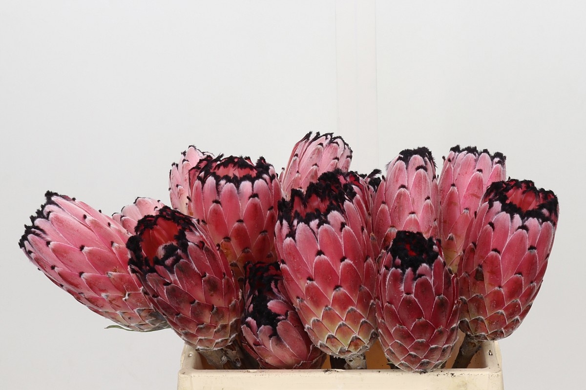 Protea 35cm