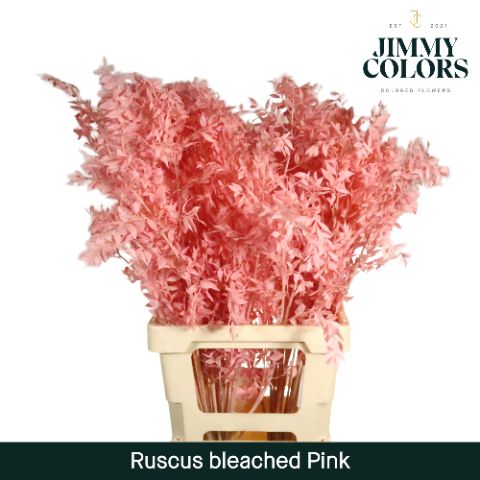 Ruscus Bleached Italy L70 Pink