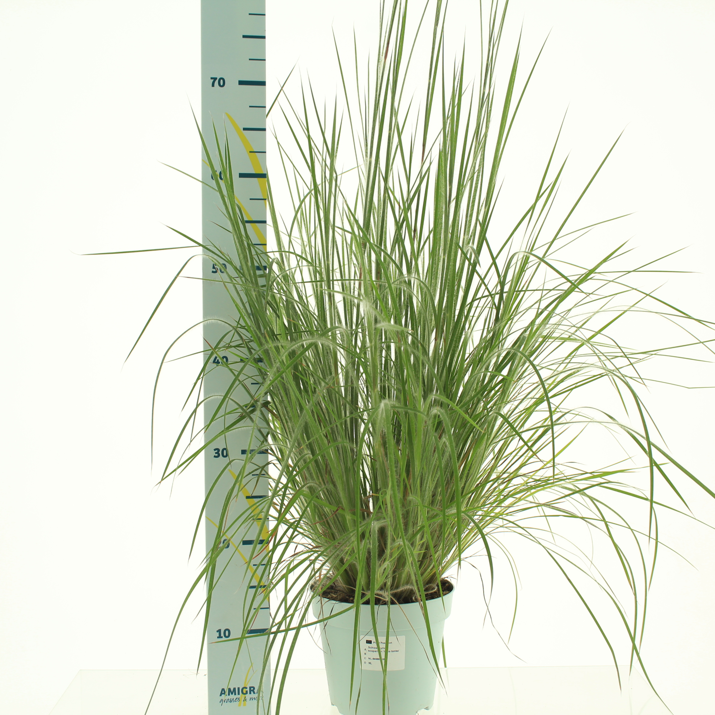 Picture of Schizachyrium scoparium P17 (2 Ltr)