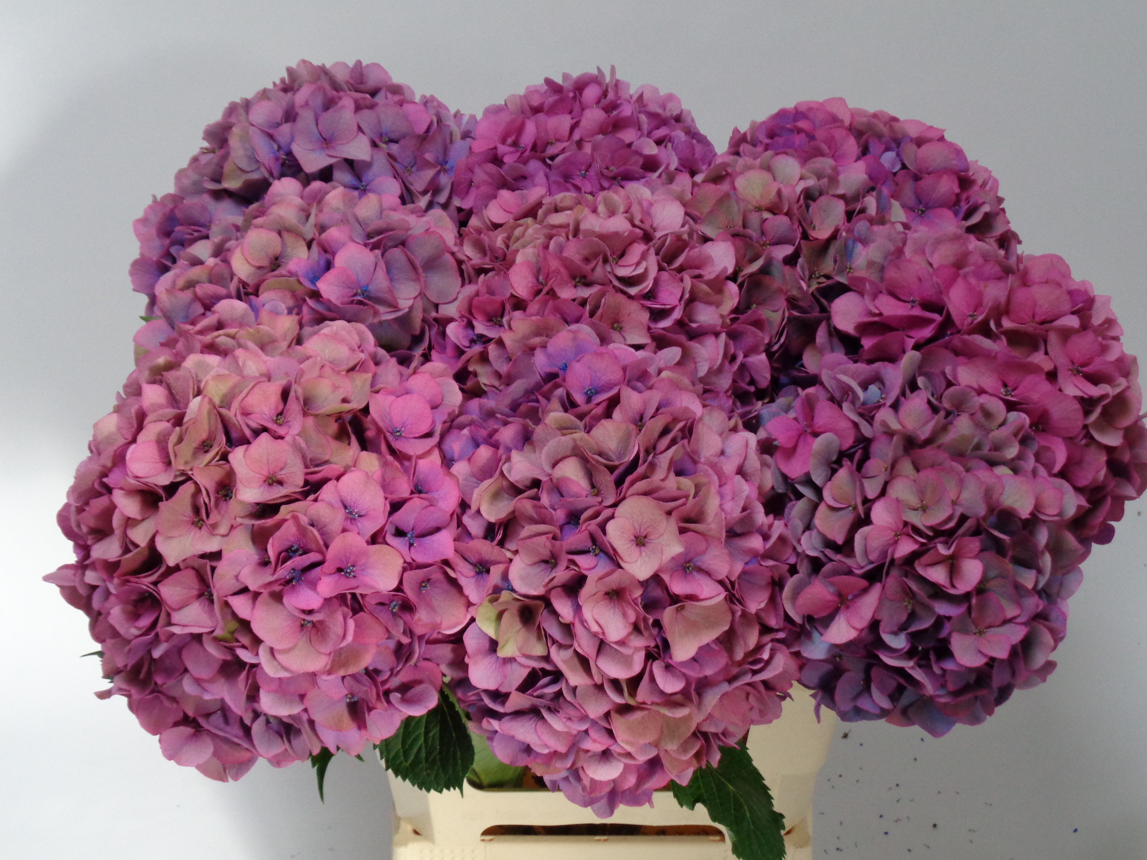 Hydrangea Royal Venice Classic 60cm 20Ø
