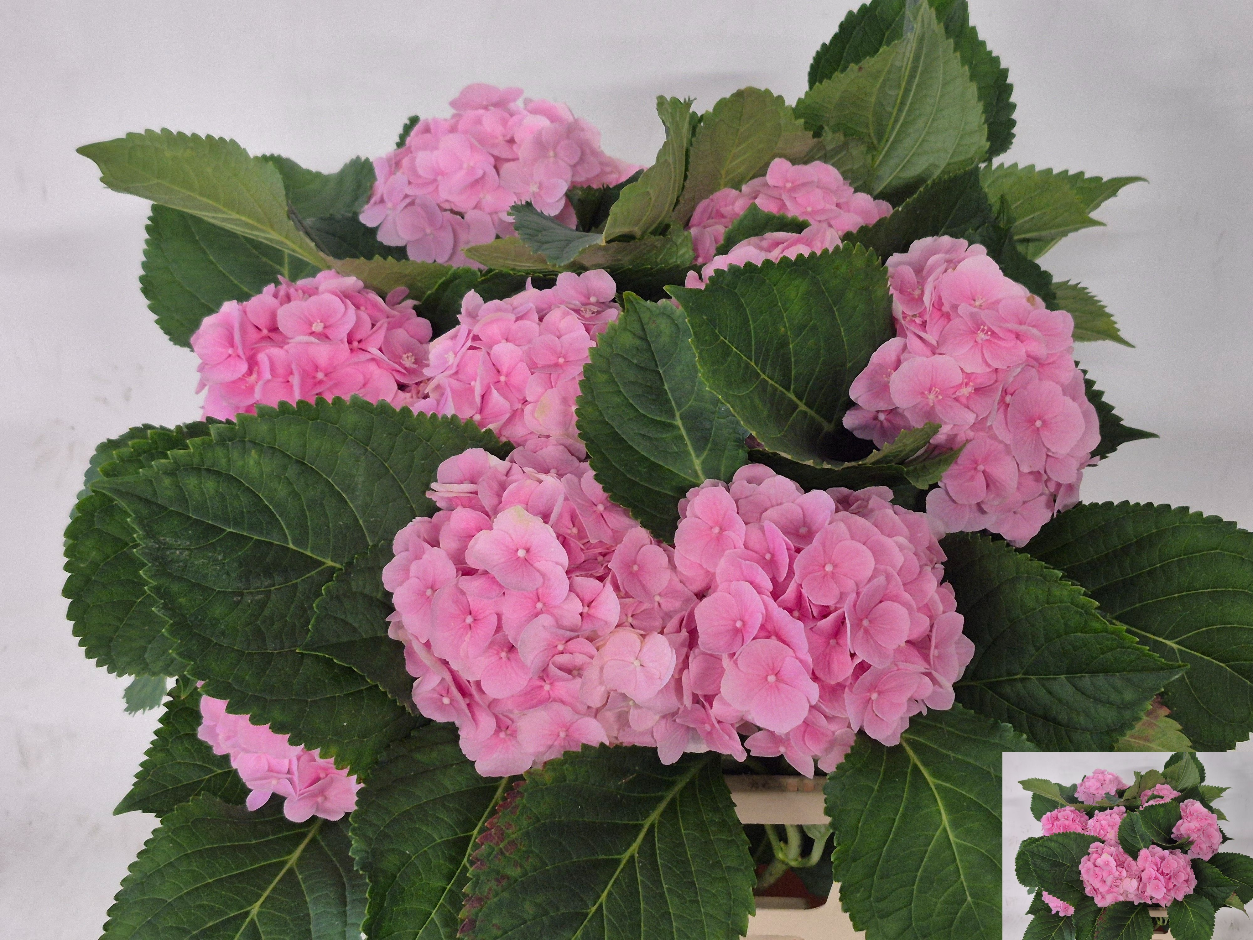 Hydrangea Verena Light Pink 60cm 11Ø