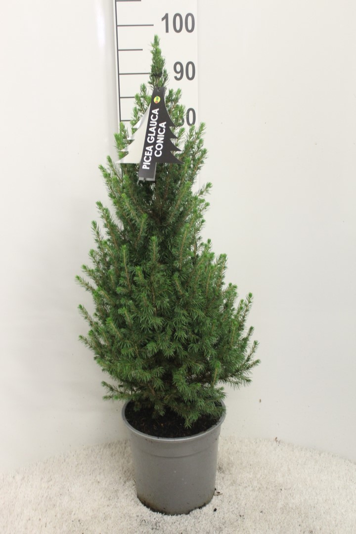 Picture of Picea glauca Conica P24 (6 Ltr) 90/CM-INCL-POT/POTGROWN (LOOSE)