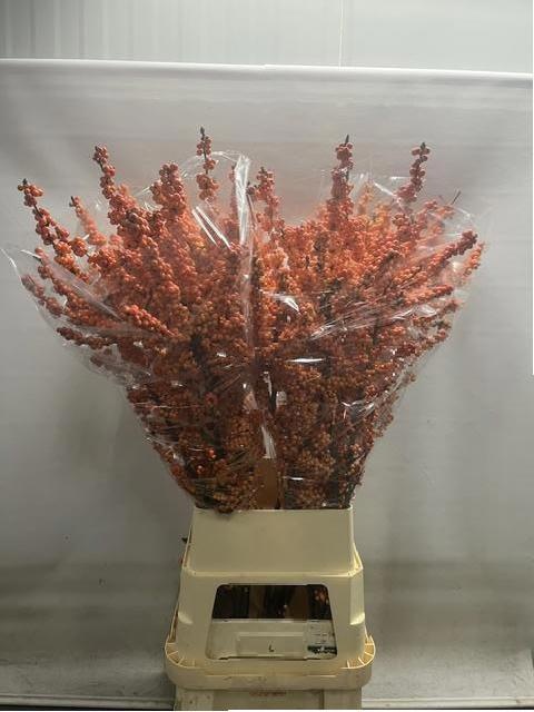 Ilex Winter Gold 120cm