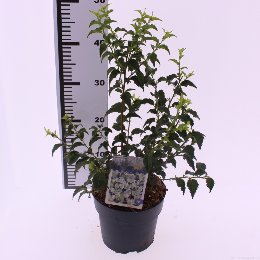 Picture of Prunus incisa 'Yamadei'