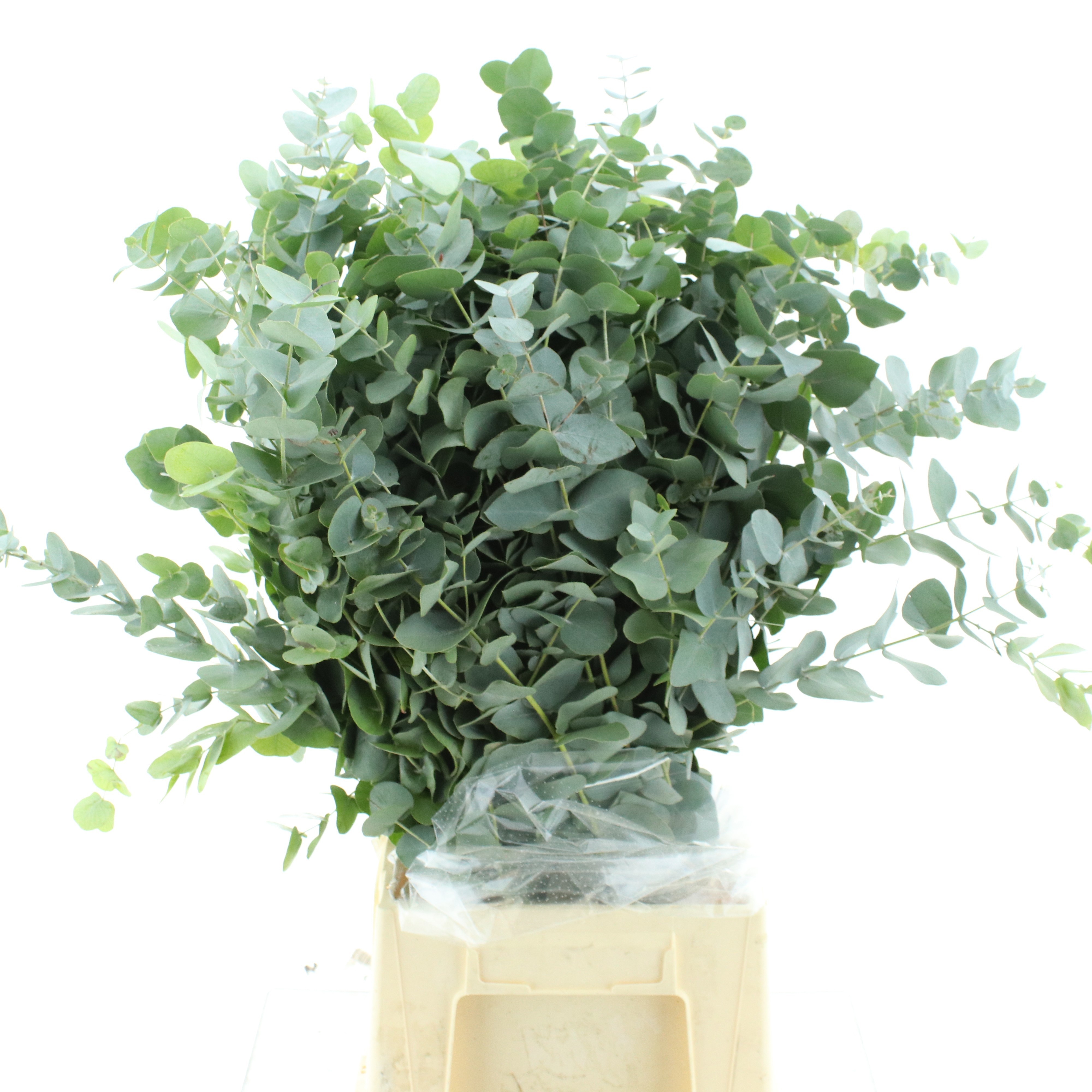 Euc Cinerea Per Bos 70L.cm 200gram