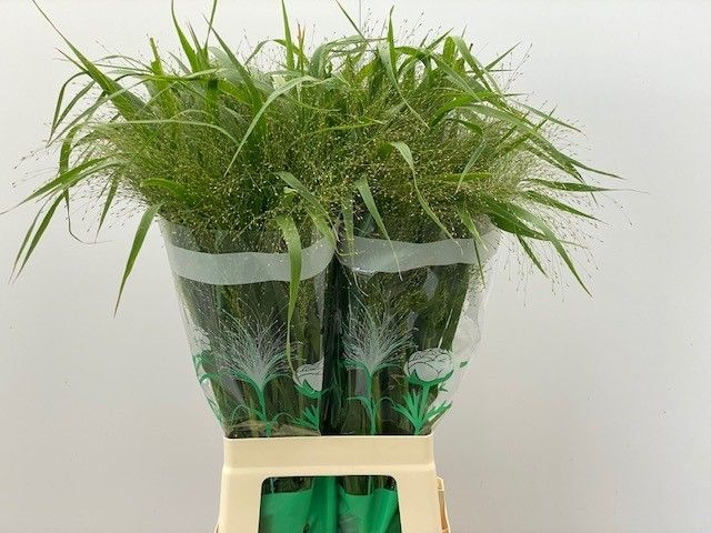 Panicum Fountain 70cm