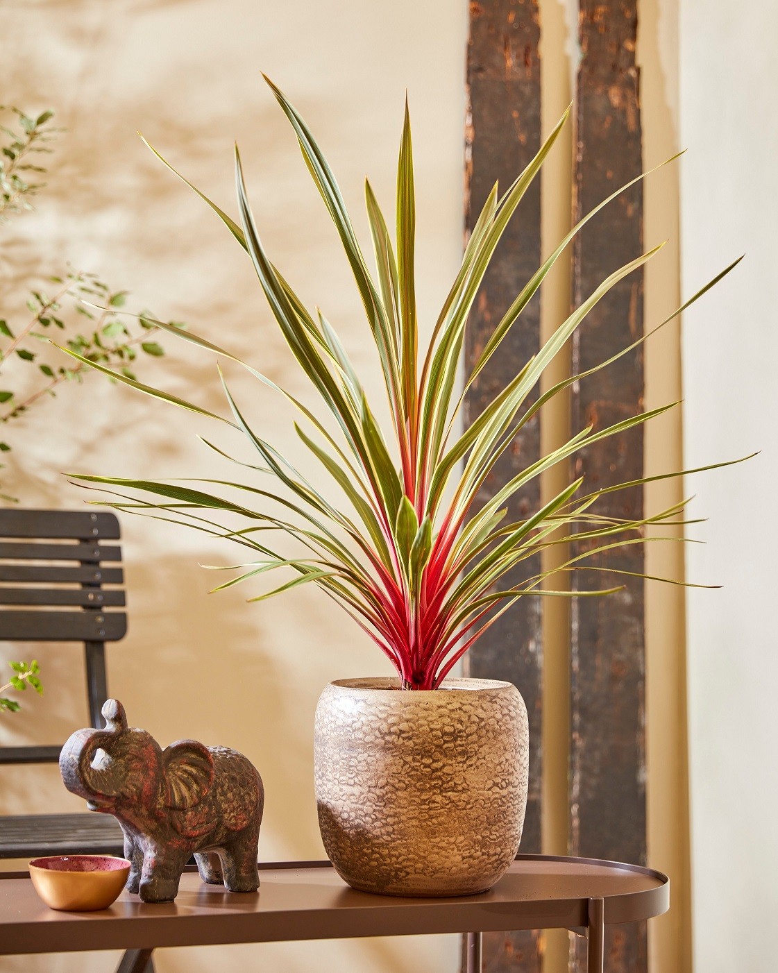 Picture of Cordyline australis 'Magic Star'®