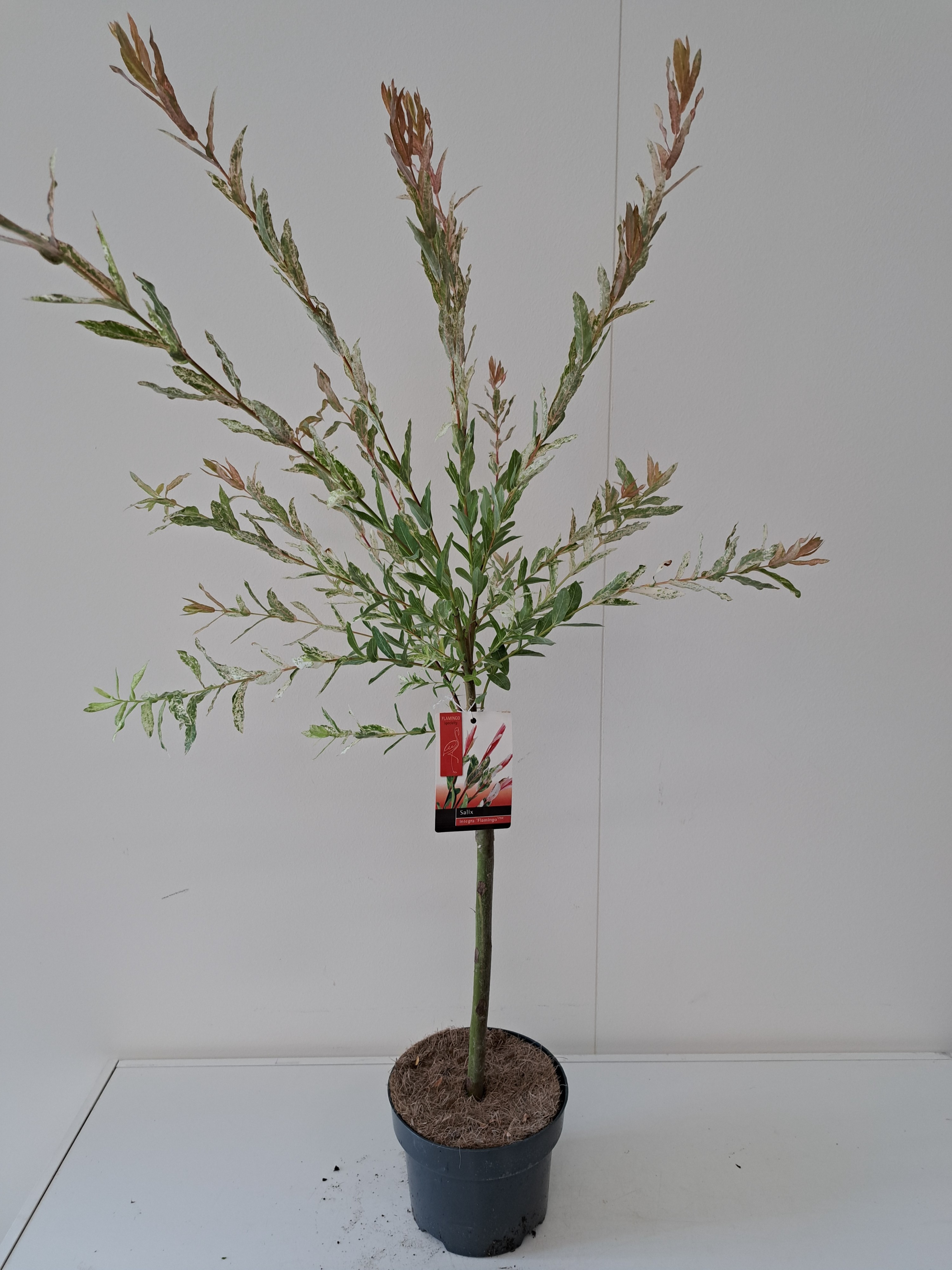 Picture of Salix Flamingo stam 40